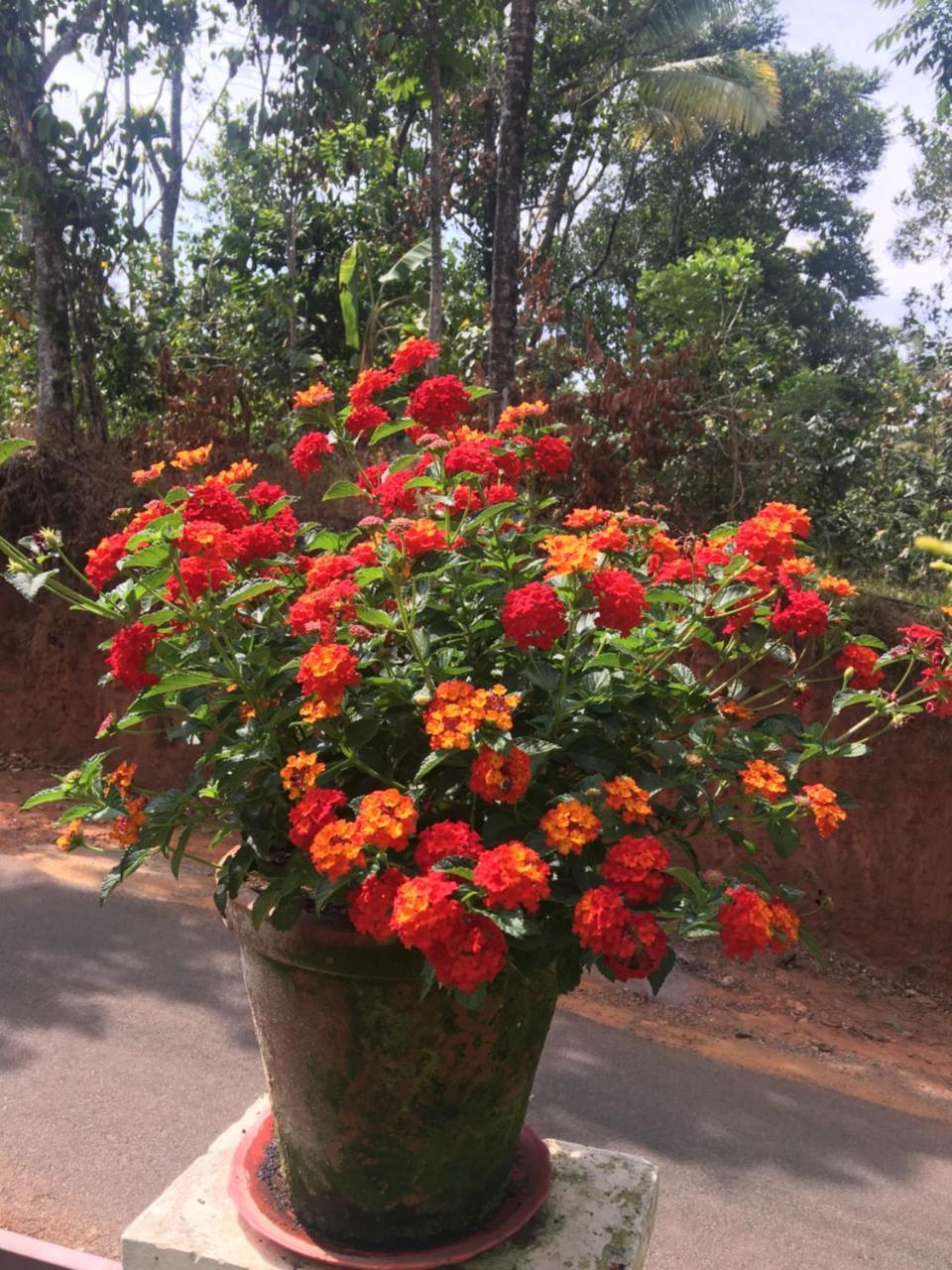 Lizmerrycasa Homestay Munnar Exterior foto